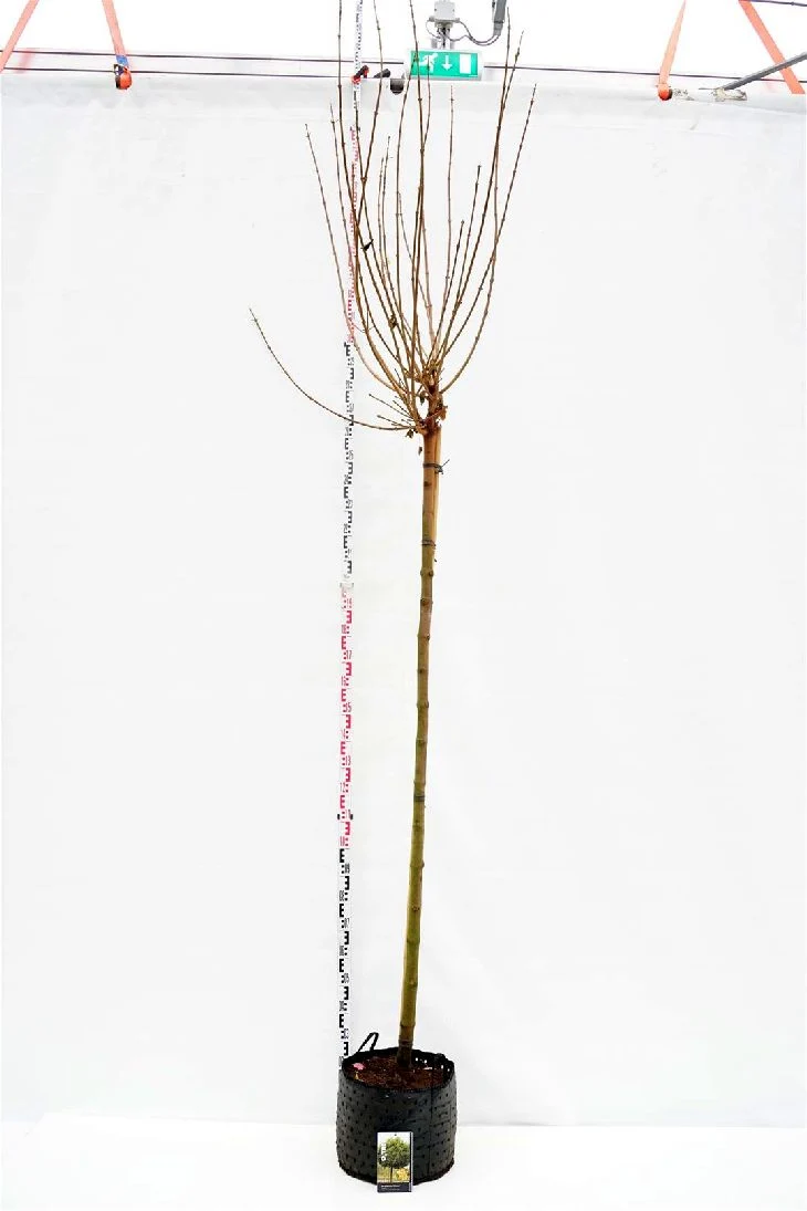Acer platanoides 'Globosum' 220 cm stam (omkrets 12-14 cm) C35 (35 liters kruka)