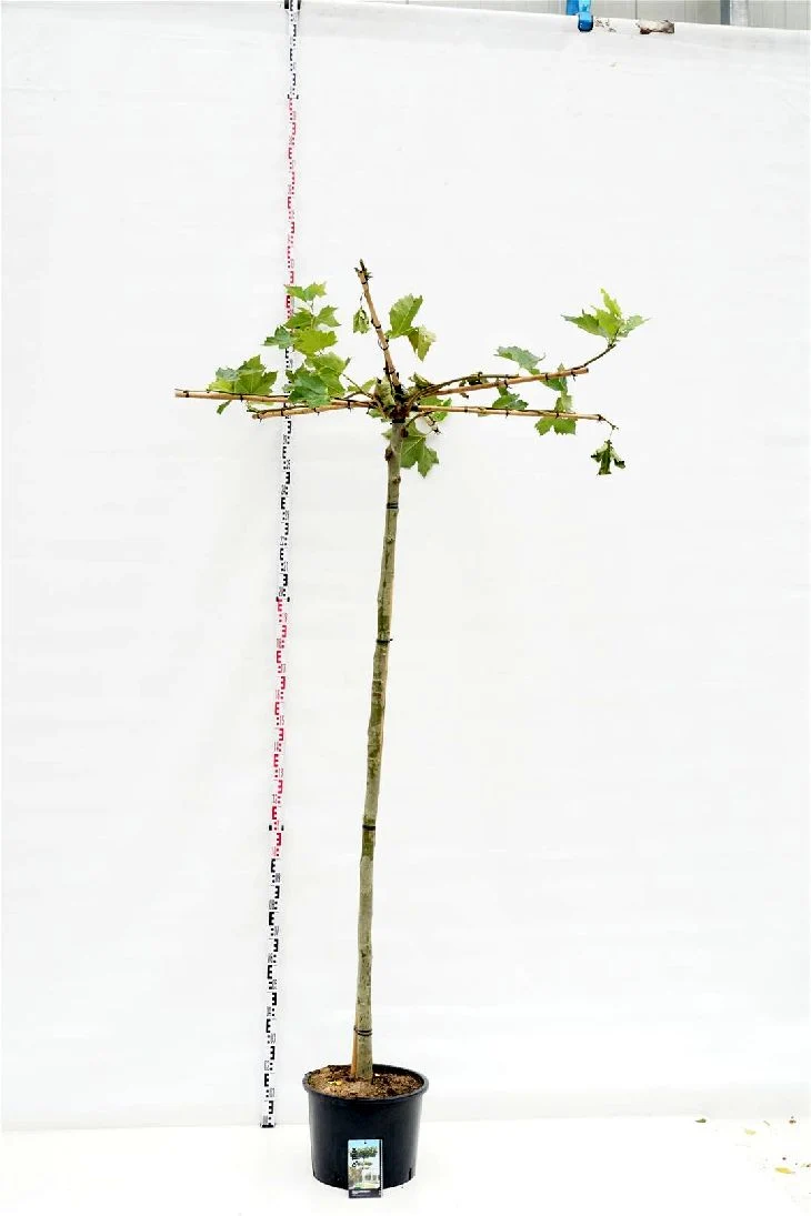 Platanus hispanica (Takform) 14-16 cm, C35 (35 liters kruka)