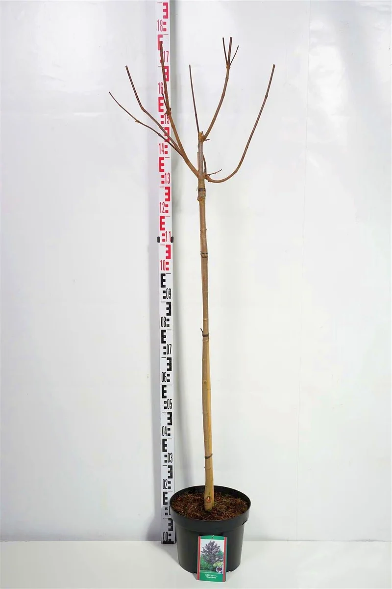 Acer platanoides 'Royal Red' 110 cm stam C10 (10 liters kruka)