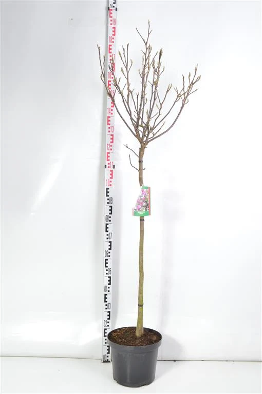 Magnolia 'Susan' 80 cm stam C10 (10 liters kruka)