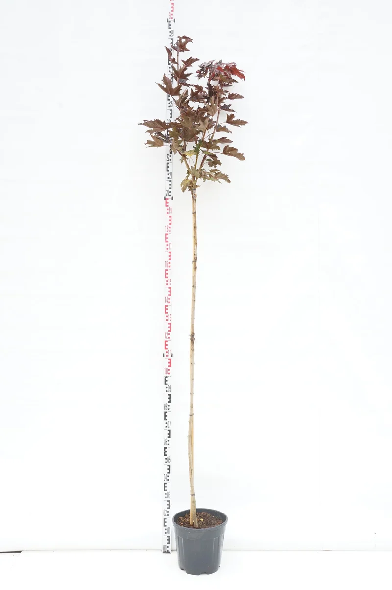 Acer platanoides 'Crimson Sentry' stam 180 cm - C15 (15 liters kruka)