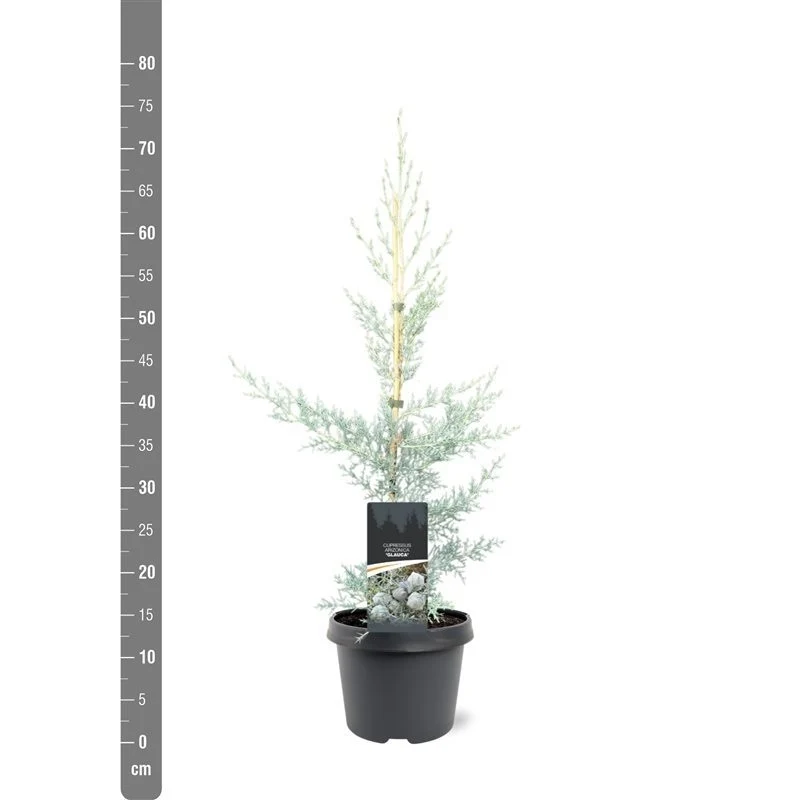 Cupressus ariz. 'Glauca' 50-60 cm, C3 (3 liters kruka)