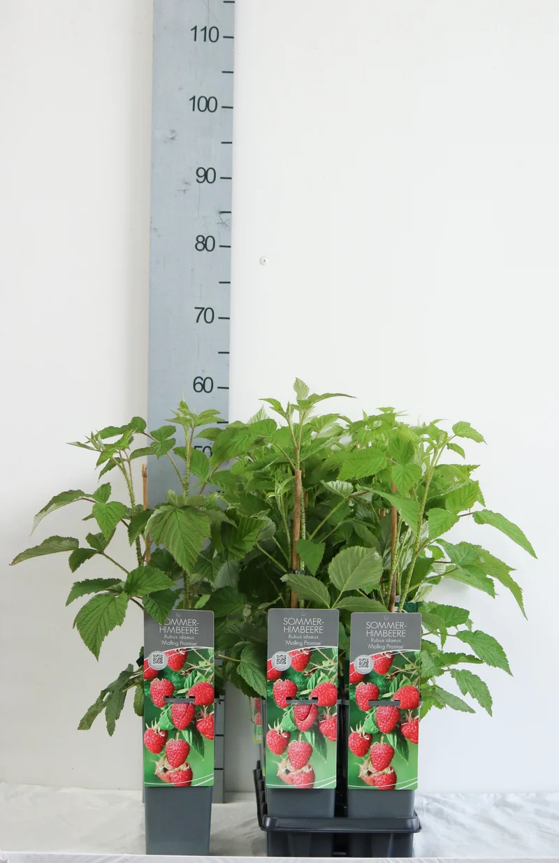 Rubus idaeus 'Malling Promise' 30-40 cm C2 (2 liters kruka)