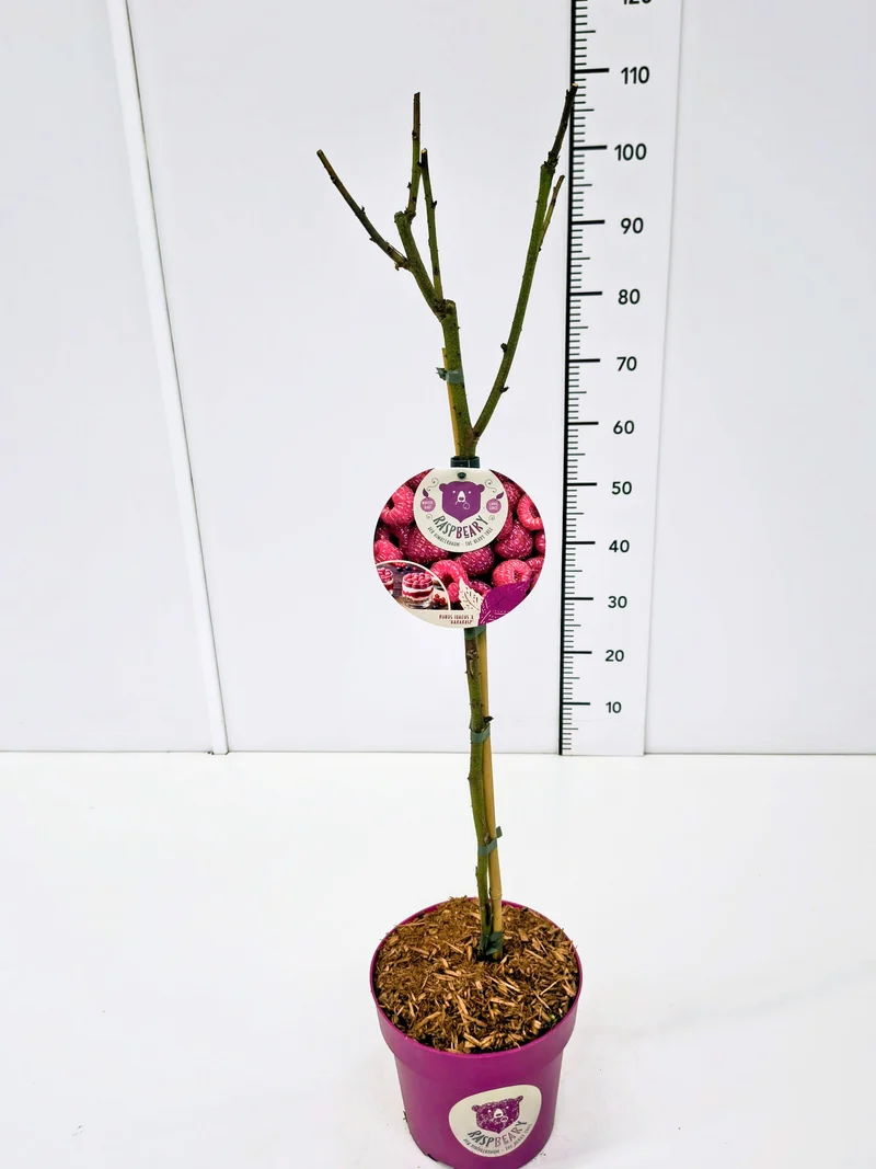 Rubus idaeus 'Raspbeary'® på stam 50 cm C4 (4 liters kruka)