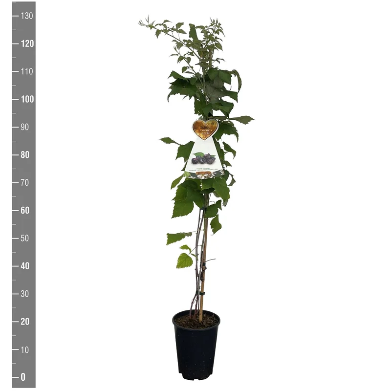Rubus idaeus 'Juwel Black' C4 (4 liters kruka) 120 cm på käpp