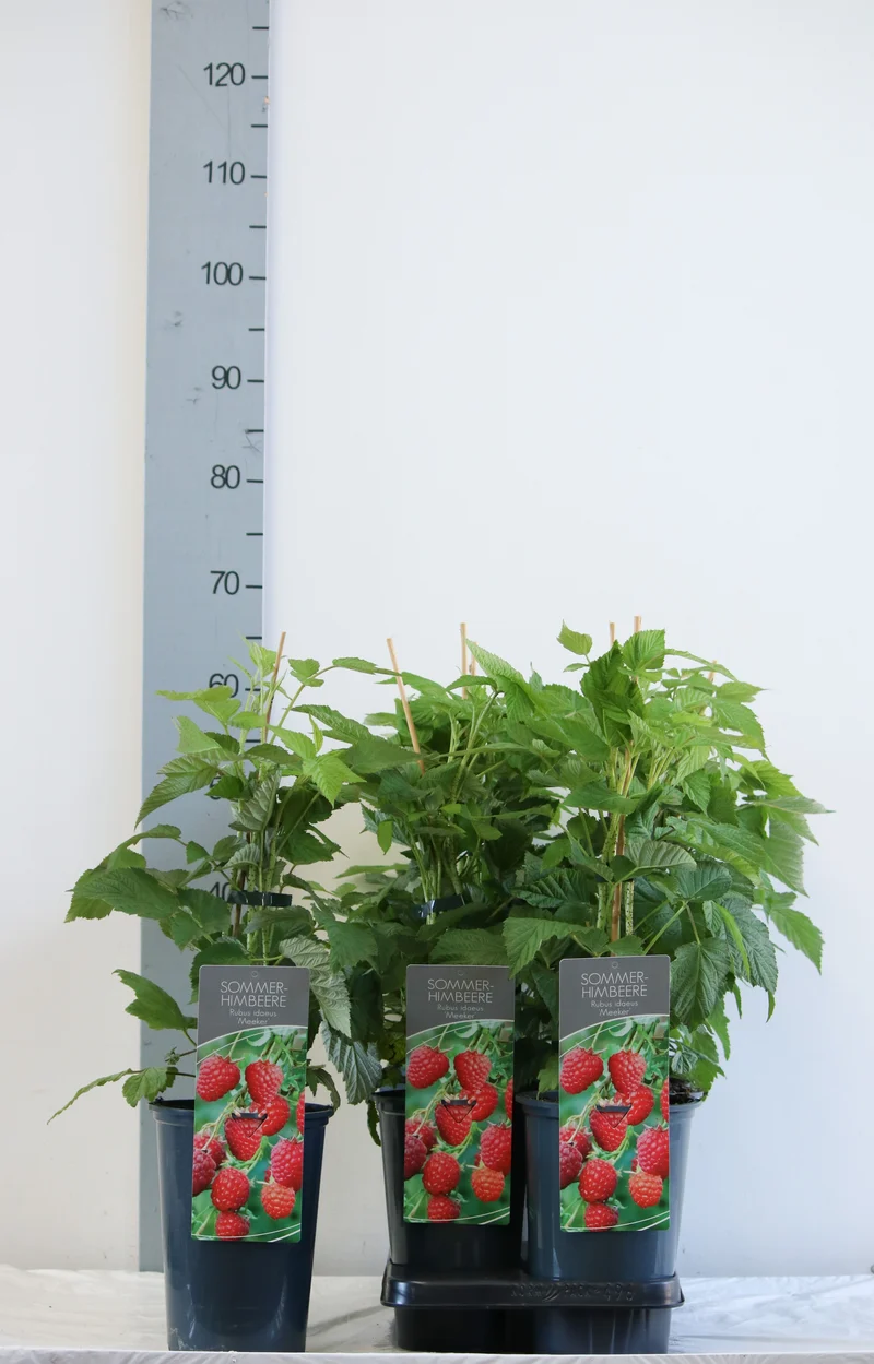 Rubus idaeus 'Meeker' C3 (3 liters kruka) 40-60 cm