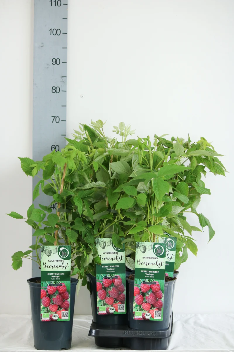 Hösthallon Rubus idaeus 'Heritage' C3 (3 liters kruka) / 19 cm kruka 40-50 cm