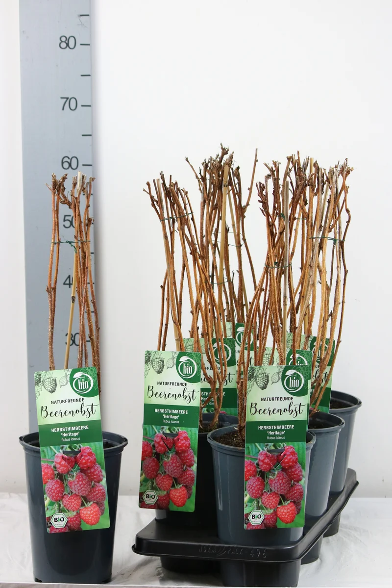 Rubus idaeus 'Heritage' C3 (3 liters kruka) 40-50 cm