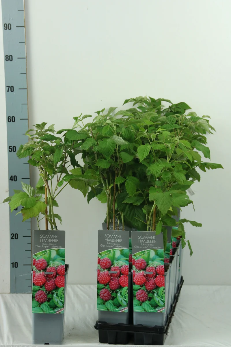 Rubus idaeus 'Glen Ample' C2 (2 liters kruka) 30-40 cm