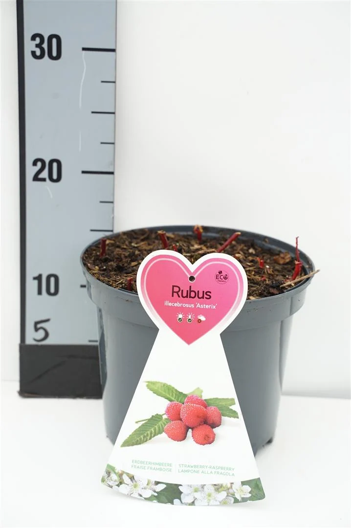 Rubus ill. 'Asterix' C3 (3 liters kruka) Buske