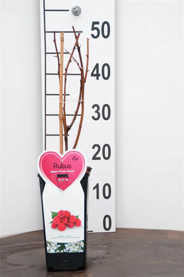 Rubus idaeus 'Aroma Queen' C2 (2 liters kruka) Buske