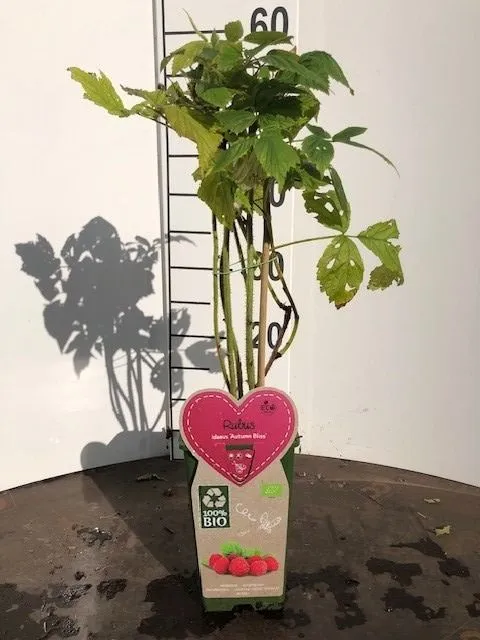 Rubus idaeus 'Autumn Bliss' C2 (2 liters kruka)