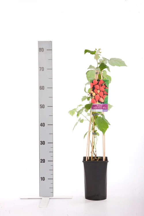 Rubus idaeus 'Autumn Bliss' C2,5 (2,5 liters kruka) 70 cm