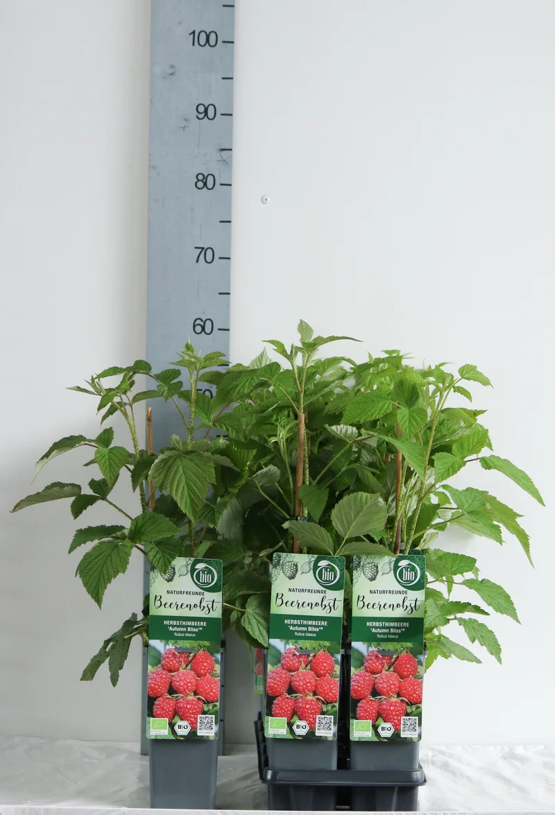 Rubus idaeus 'Autumn Bliss' C2 (2 liters kruka) 30-35 cm