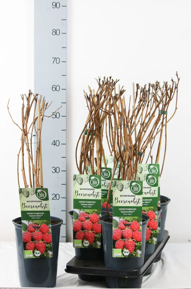 Rubus idaeus 'Autumn Bliss' C3 (3 liters kruka) 40-50 cm