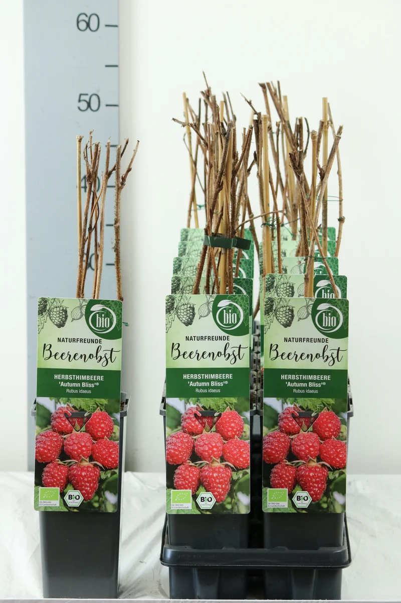 Rubus idaeus 'Autumn Bliss' C2 (2 liters kruka) 30-35 cm