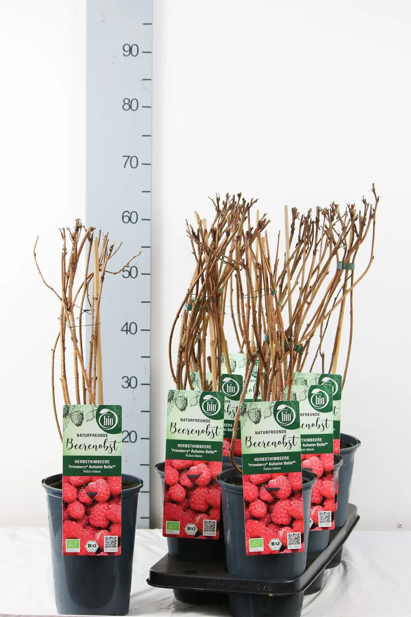 Rubus idaeus 'Autumn Belle' 40-50 cm, C3 (3 liters kruka)