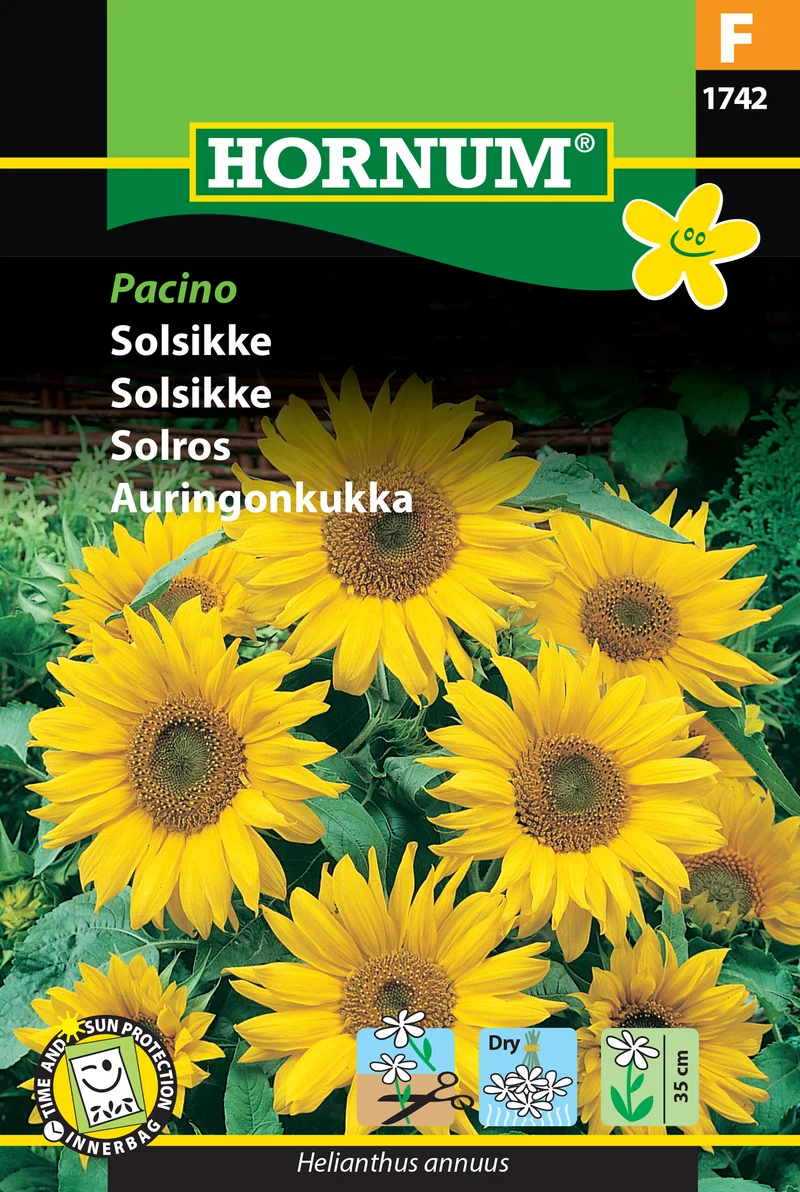 Solros 'Pacino'