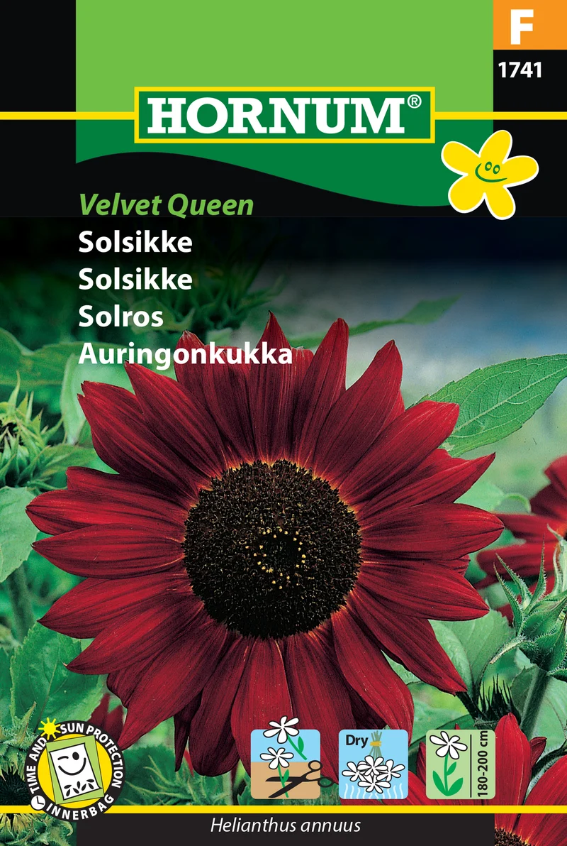 Solros 'Velvet Queen'