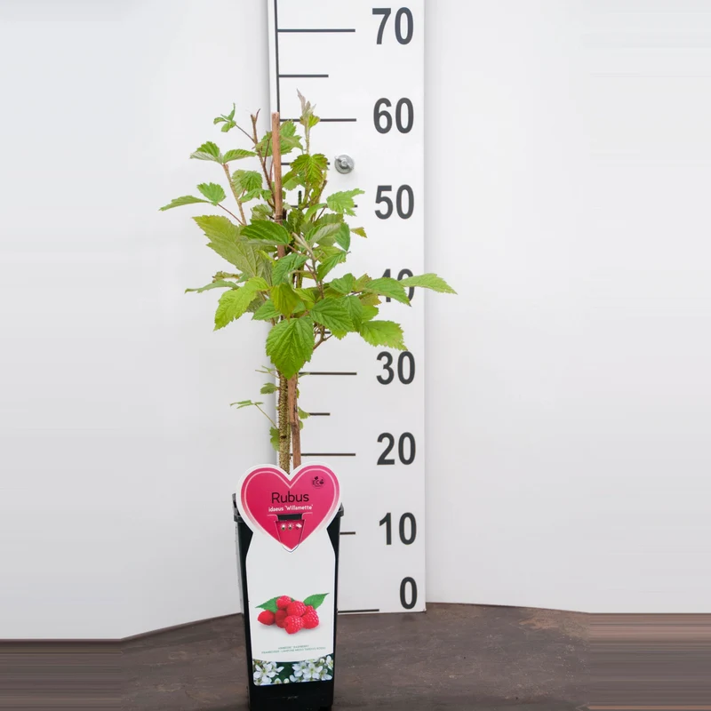 Rubus idaeus 'Willamette' C2 (2 liters kruka)