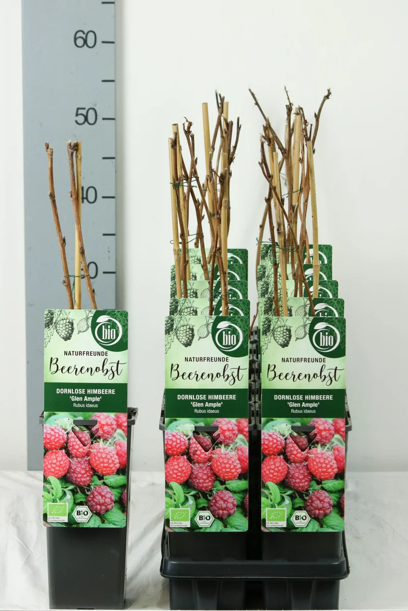 Rubus idaeus 'Glen Ample' C2 (2 liters kruka) 30-35 cm