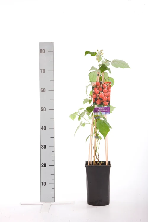 Rubus phoenicolasius C2,5 (2,5 liters kruka) 70 cm