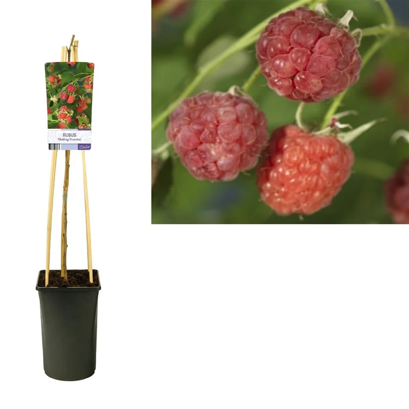 Rubus idaeus 'Malling Promise' C2,5 (2,5 liters kruka) 70 cm