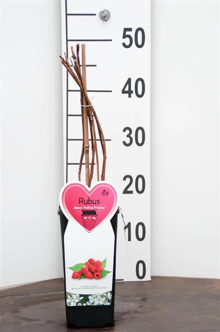 Rubus idaeus 'Malling Promise' - Hallon C2 (2 liters kruka)