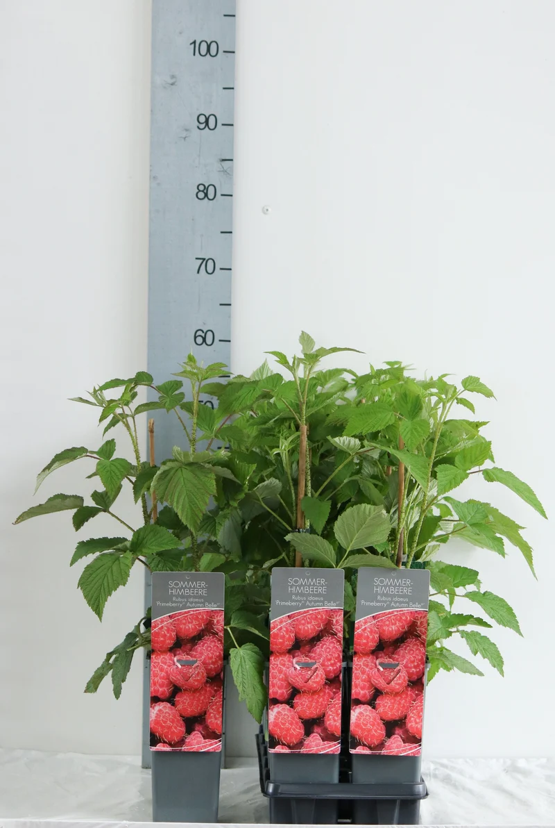 Rubus idaeus 'Autumn Belle' C2 (2 liters kruka) 30-40 cm