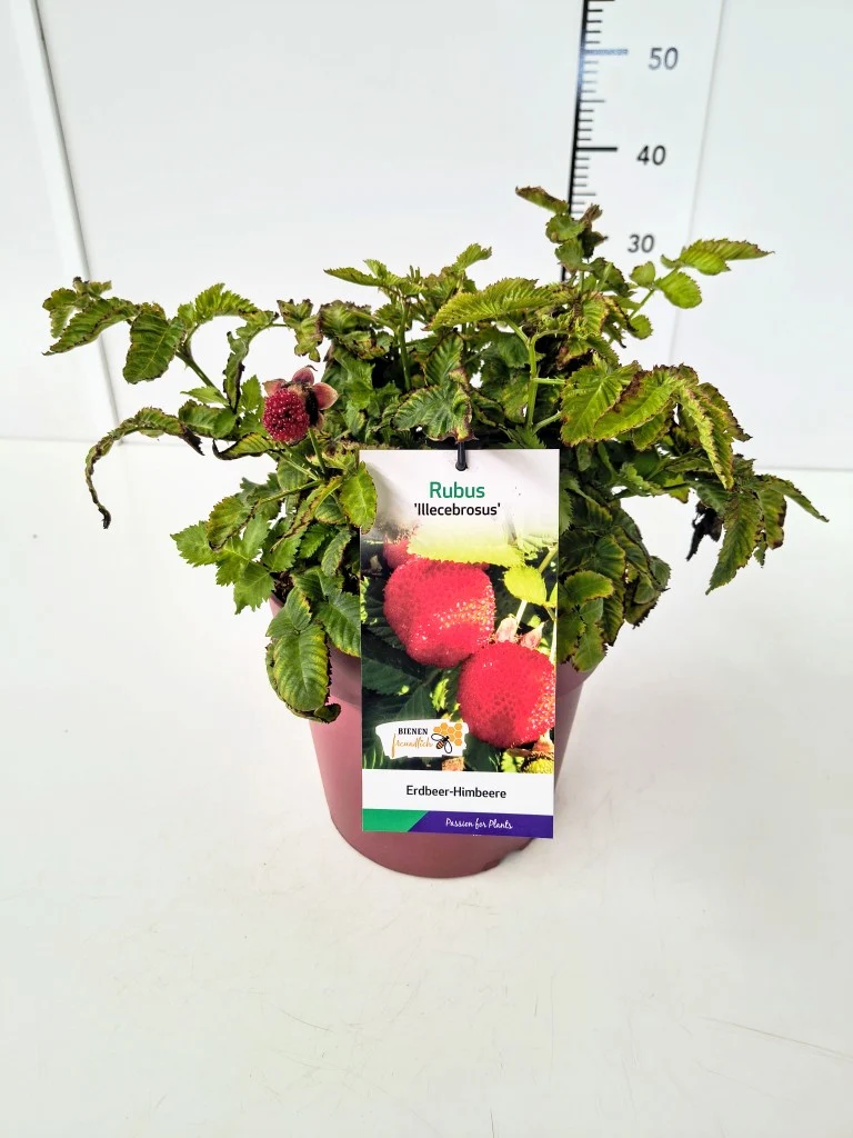 Rubus illecebrosus C7 (7 liters kruka) 40-60 cm