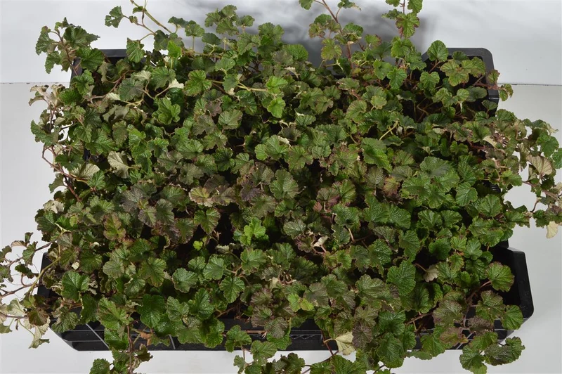 Rubus tricolor 'Betty Ashburner' 9 cm kruka