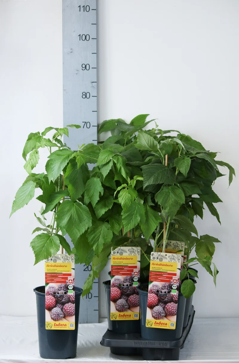 Rubus idaeus 'Autumn Passion'®Primberry® C3 (3 liters kruka) 40-60 cm