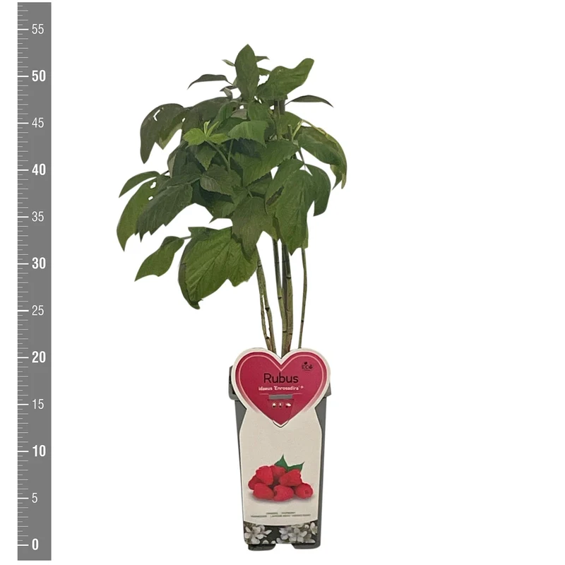 Rubus ideaus 'Enrosadira' C2 (2 liters kruka)