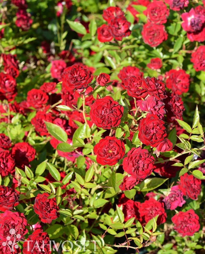 Buskros 'Chi' (Rosa 'Chi') – 3 liters kruka