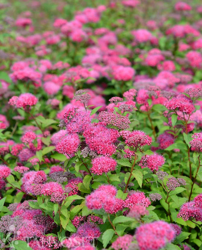 Dockspirea 'Superstar™' – 3 liters kruka