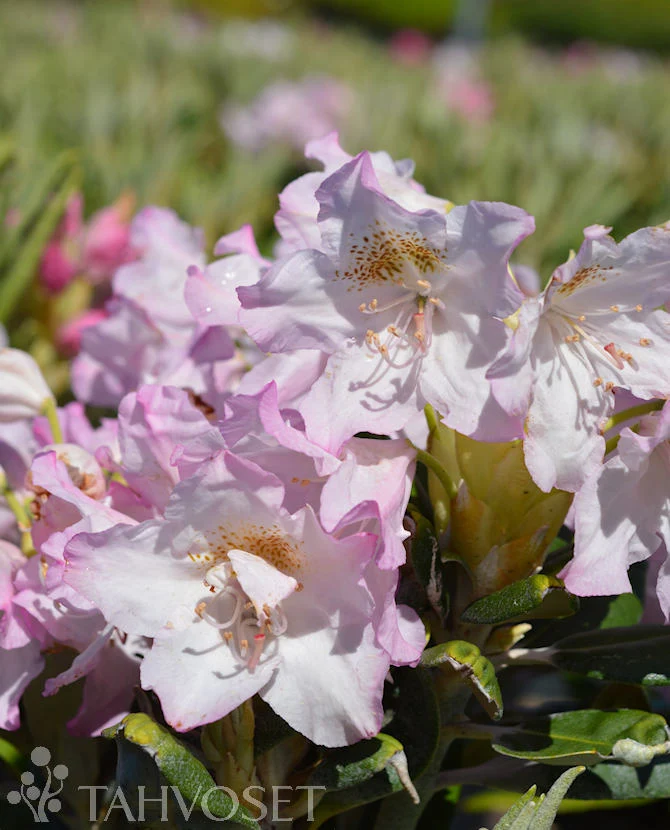 Rhododendron 'Mikkeli' (Alpros) 60-80 cm, 15 liters kruka