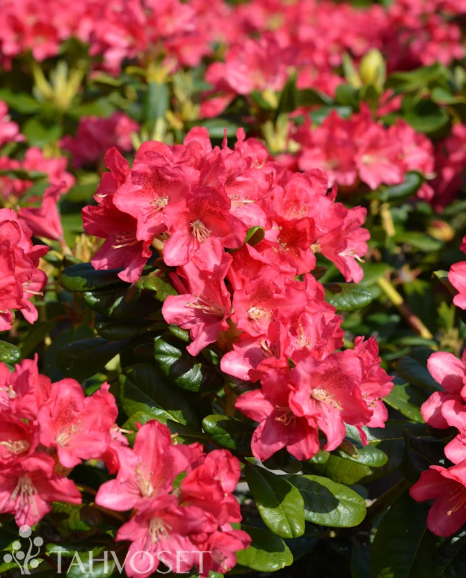 Rhododendron 'Mauritz' FinE 20–30 cm, 2 liters kruka
