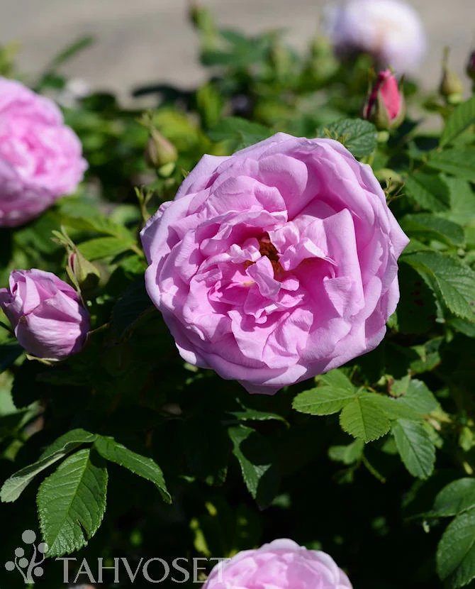 Parkvresros 'Wasagaming' Rosa Rugosa-Ryhmä, 3 liters kruka