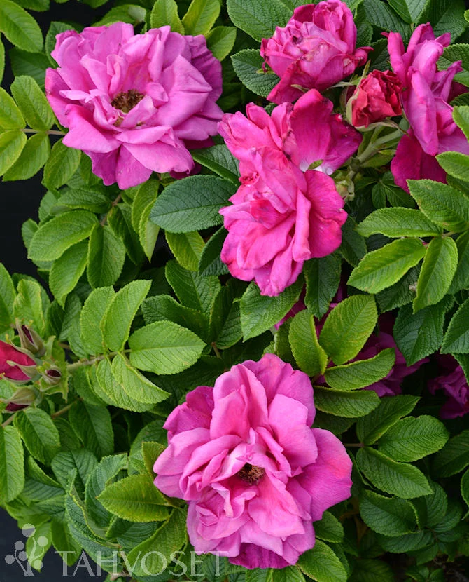 Rosa Rugosa-Ryhmä 'Scarlet Pavement' 3 liters kruka