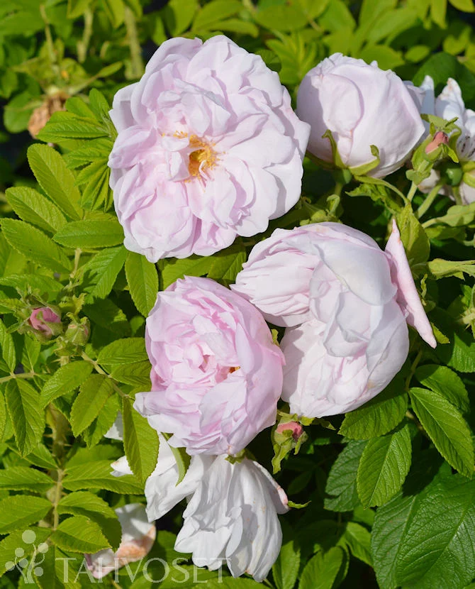 Rosa Rugosa-Ryhmä 'Snow Pavement' – 3 liters kruka