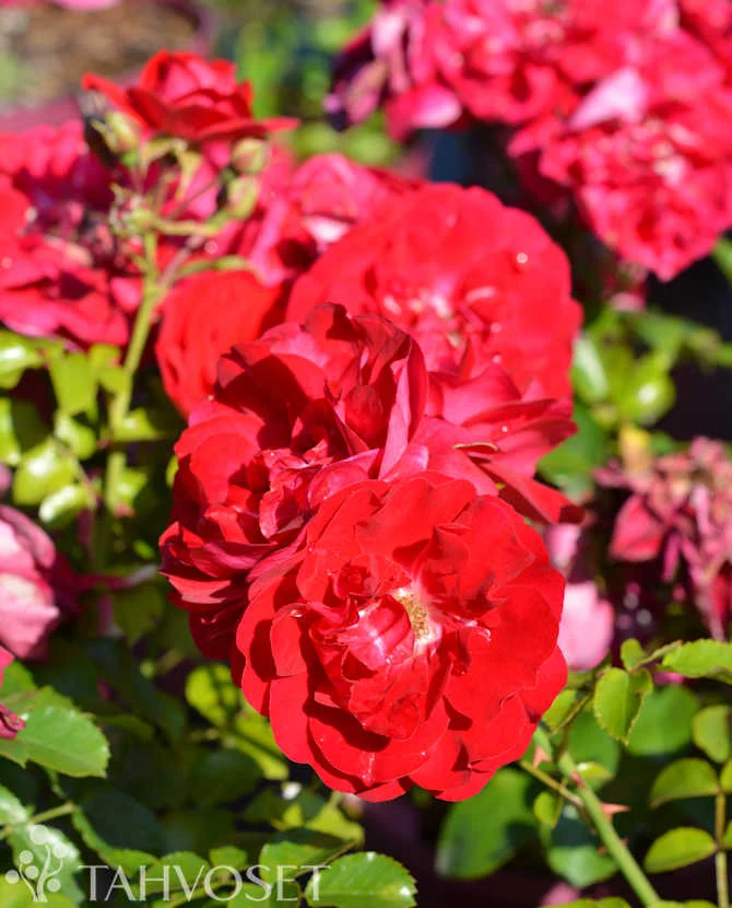 Rosa 'Paint the Town' – 3 liters kruka