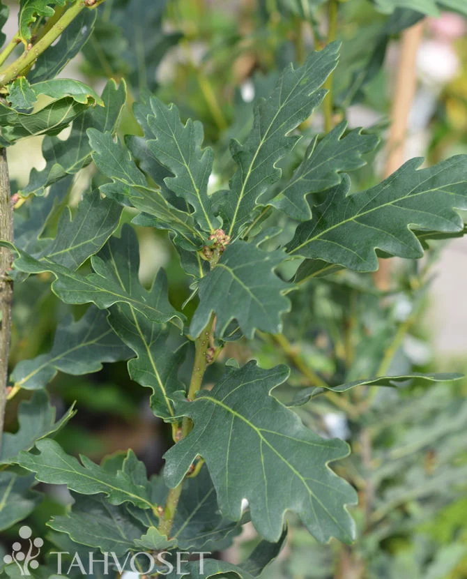 Pelarek Quercus robur 'Koster' 150-250 cm, containerodlad