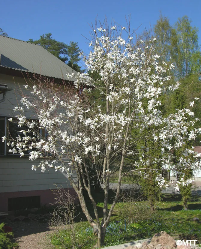 Japanmagnolia Magnolia kobus stammad 150-200 cm containerodlad