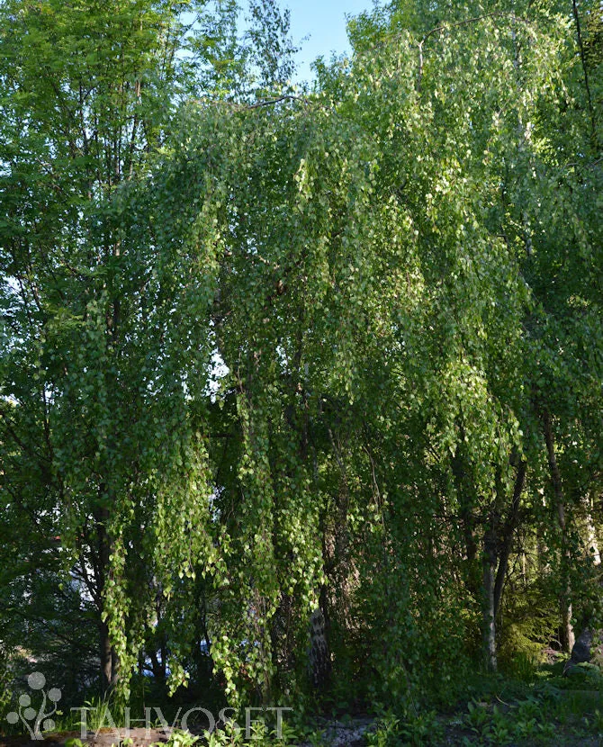 Hängbjörk 'Youngii' - Betula pendula 'Youngii', 150-250 cm, containerodlad