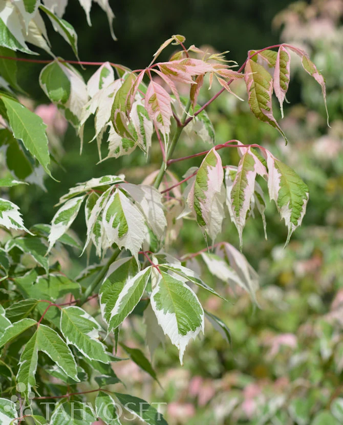 Brokbladig asklönn Acer negundo 'Flamingo' 150-250 cm, containerodlad