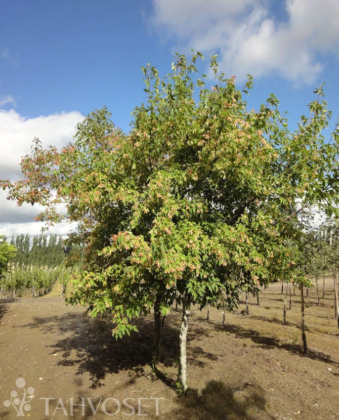 Mongolisk lönn stammad - Acer tataricum subsp. ginnala, 150-250 cm, containerodlad