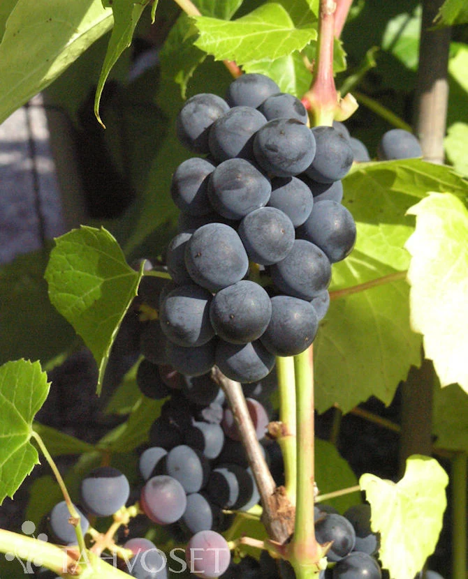 Staketdruva Vitis 'Valiant' 2 liters kruka