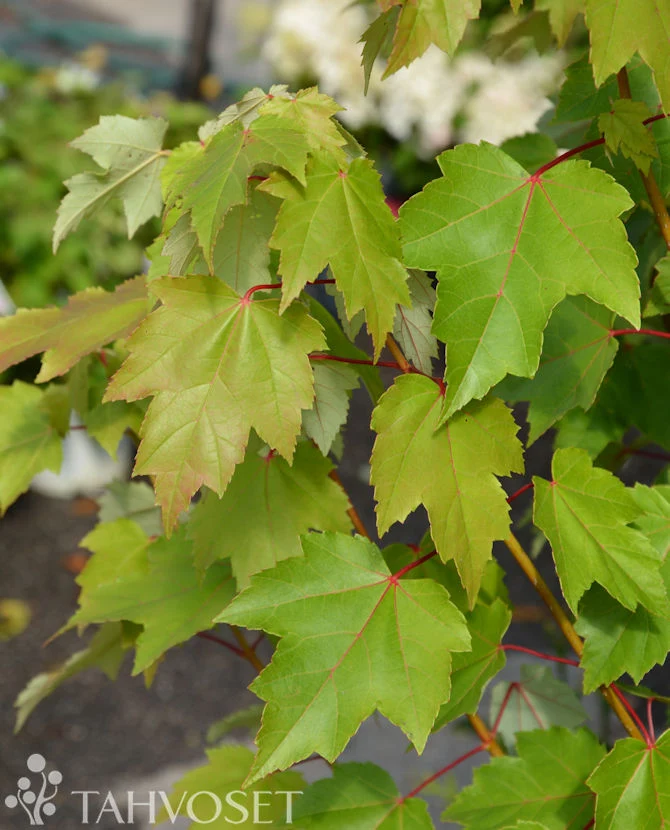Rödlönn 'Brandywine' (Acer rubrum) 150-250 cm, containerodlad