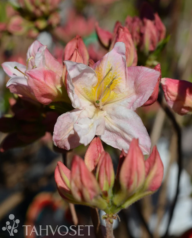 Parkazalea 'Satomi' 30–40 cm