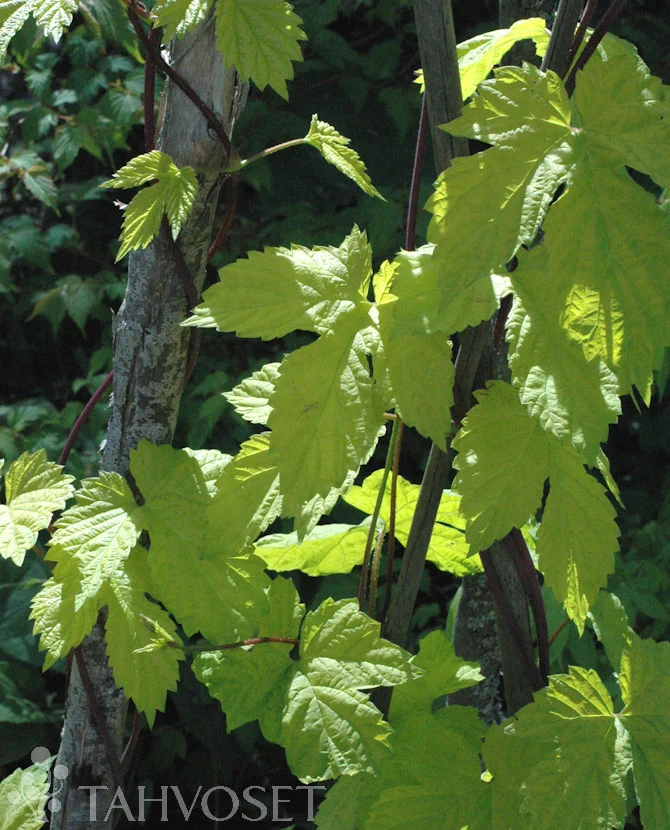 Guldhumla - Humulus lupulus 'Aurea' (Containerodlad)